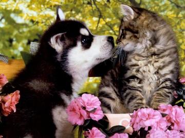 Kittens And Puppies Wallpaper Group