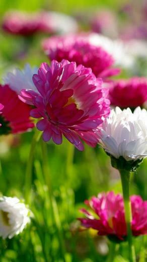 iPhone Wallpaper Spring Flowers 3d