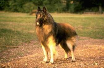 Related Image With Belgian Shepherd Dog Malinois Wallpaper