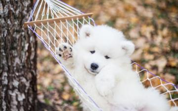 Cute Samoyed Discount Get Off Dh O