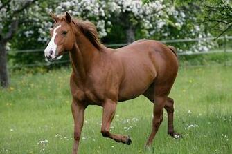 Canadian Horse Hnelt Sehr Dem American Quarter