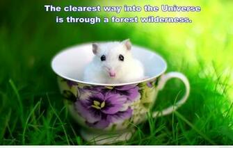 Wallpaper Nature Quotes And Image HD