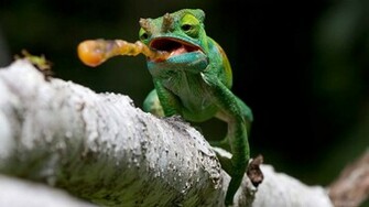 Macro Chameleon Wallpaper4 Jpg