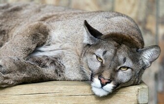 Cougar Computer Wallpaper Desktop Background Id