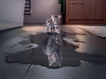 I Ll Grow Up To Be A Big Cat One Day Wallpaper And Background