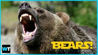 Video Is Climate Change To Blame For Bear Attacks What S Trending
