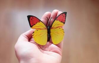 Wallpaper Background Butterfly Hand Image For Desktop Section