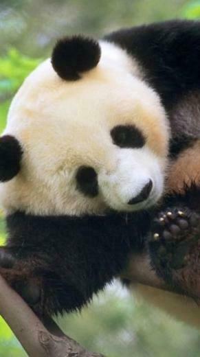 Cute Baby Panda Wallpaper