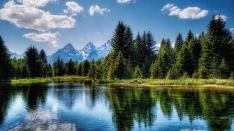 Twisted Wallpaper Pine Trees HD Background