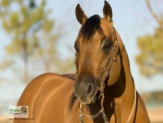 Ranch Horse Desktop Wallpaper
