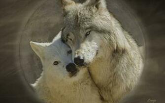 Teddybear64 Image Wolf Love HD Wallpaper And Background Photos