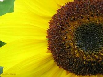 Summer Wildflowers Wallpaper