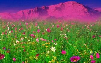 Dream Spring Field Of Flowers Wallpaper HD