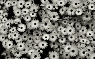 Black And White Daisy Wallpaper