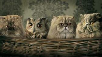 Manipulated Pets Desktop Pc And Mac Wallpaper
