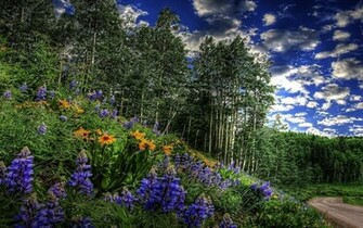 3d Nature Wallpaper Sun Set