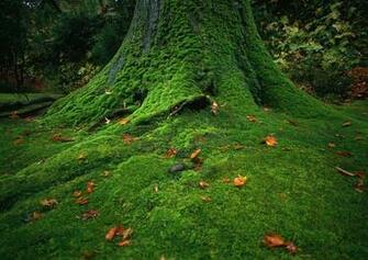 Wallpaper Background Beautiful Nature Amazing