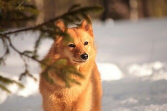 Puppy Wallpaper High Resolution Desktop