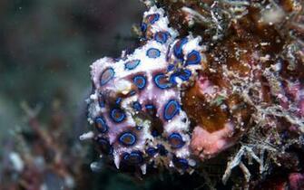 Blue Ring Octopus Wallpaper Image Pictures Becuo
