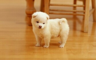 Desktop Wallpepers Beautiful Cute Dogs And Disktop Wallpaper
