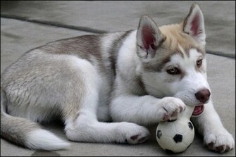 Siberian Husky Puppy HD Wallpaper Animals