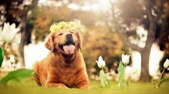 Dogs Desktop Background Wallpaper High Definition Quality