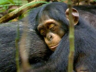 Chimpanzee Wallpaper Pictures