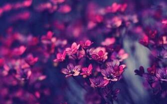 Violet Flowers Wallpaper HD Pictures One