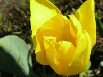 Flowers Flower Huge Collection Of Amazing High Resolution Wallpaper