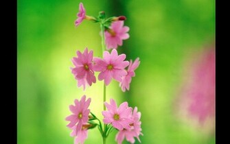 Wallpaper Wildflowers