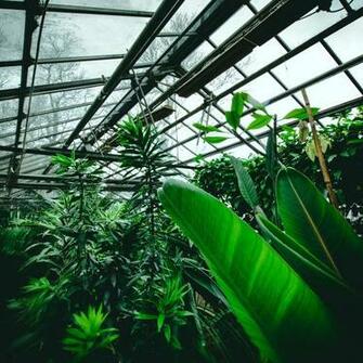 Wallpaper Greenhouse Plants Tropical Leaves