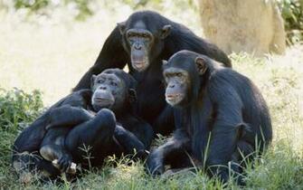 Chimpanzee Wallpaper X Net