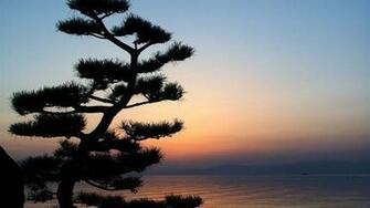 Tree Silhouette At Dusk Wallpaper
