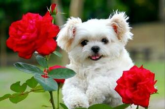 Sfondi Desktop Di Cani Da Scaricare Gratis Per Windows E Mac Pg