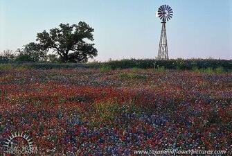 Wildflowers Windmill Highlights Texas Bluebonnets