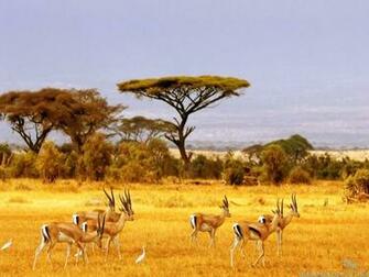 Safari Wallpaper