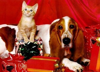 Christmas Cats Wallpaper Toptenpack