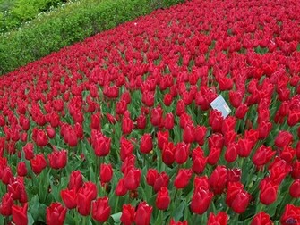 Wallpaper Desk Rose Garden Wallpaperwallpaper