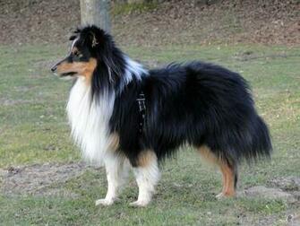 Shetland Sheepdog Sheltie Mix HD Wallpaper Beraplan