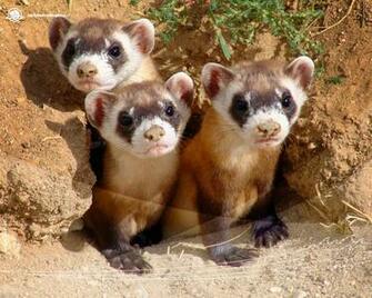 Blackfootedferret Ashx