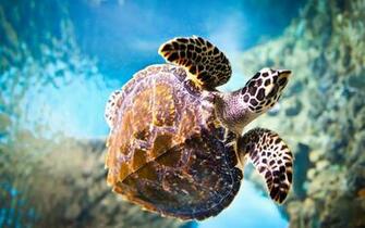 HD Wallpaper Of Majestic Animals From Around The Globe