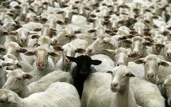 Animal Animals Black Sheep Funny Image On Favim