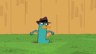 Perry The Platypus Wallpaper