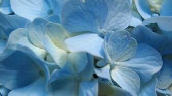 Wedding Flowers Wallpaper Desktop Background
