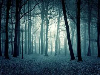 Twilight Forest Wallpaper Image Photos Pictures And Background