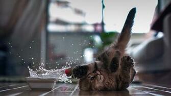 Kitten Wallpaper HD