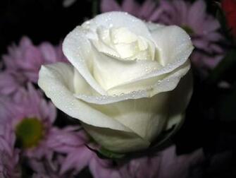 Flowers For Flower Lovers White Rose Desktop HD Wallpaper