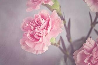 Pink Carnation Flower Image