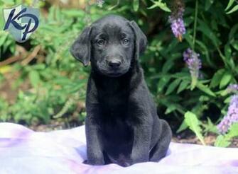 Labrador Retriever Black Puppies Keystone