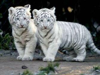 Baby Tiger White Beautiful Pictures Photos Of